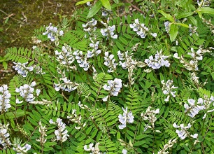 經(jīng)過(guò)殺蟲(chóng)燈 防治后的黃芪